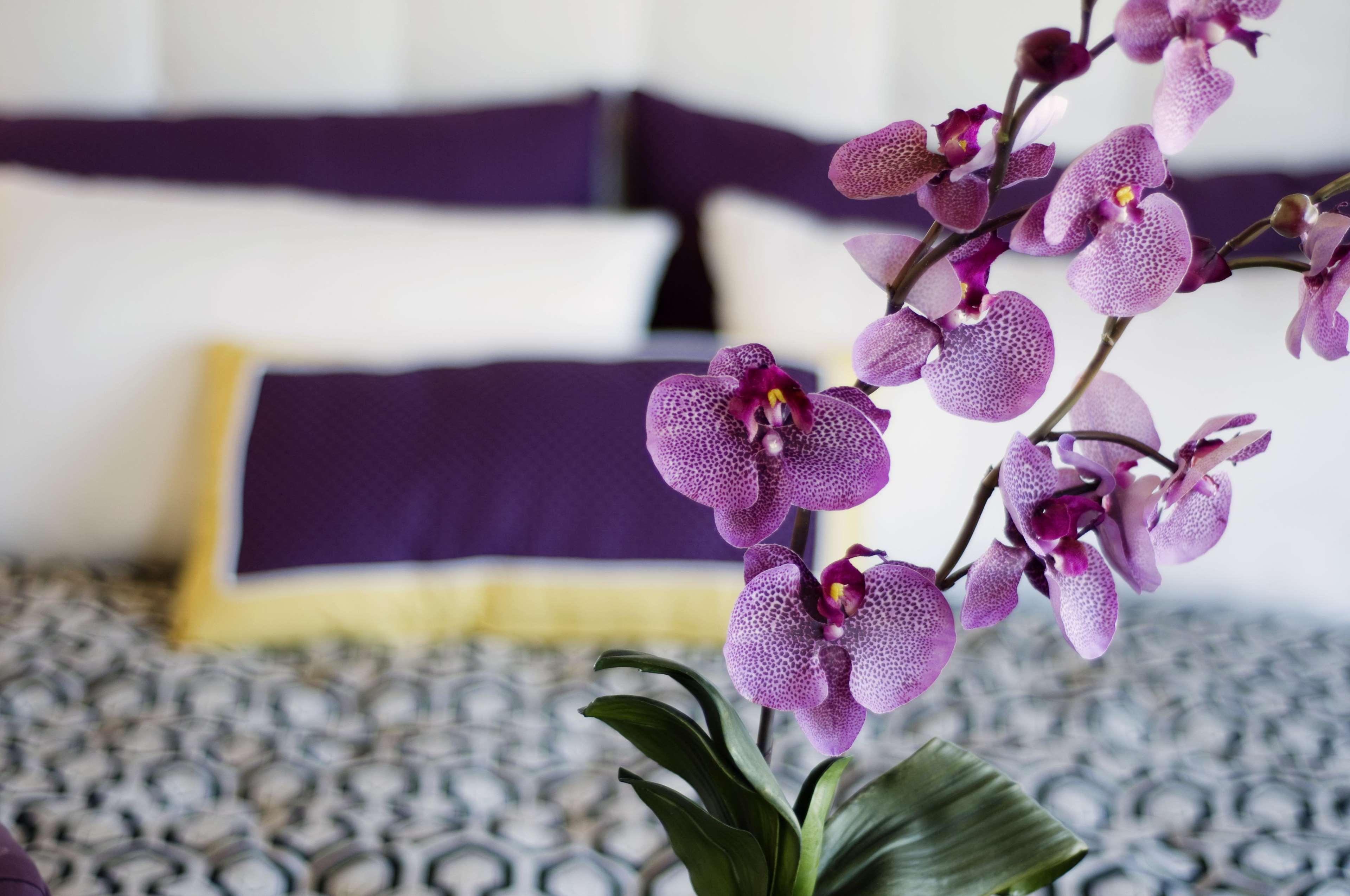 Hotel Allium Bodrum & 5*
