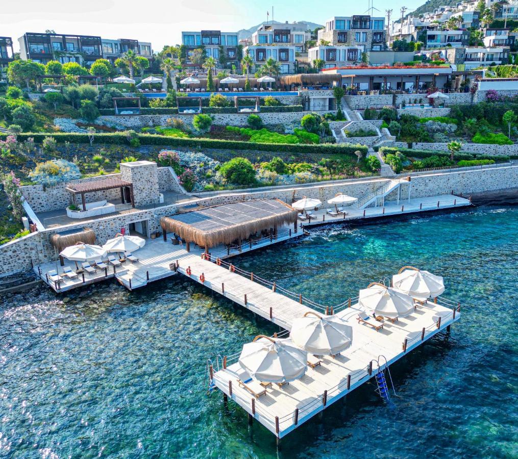 Allium Bodrum &