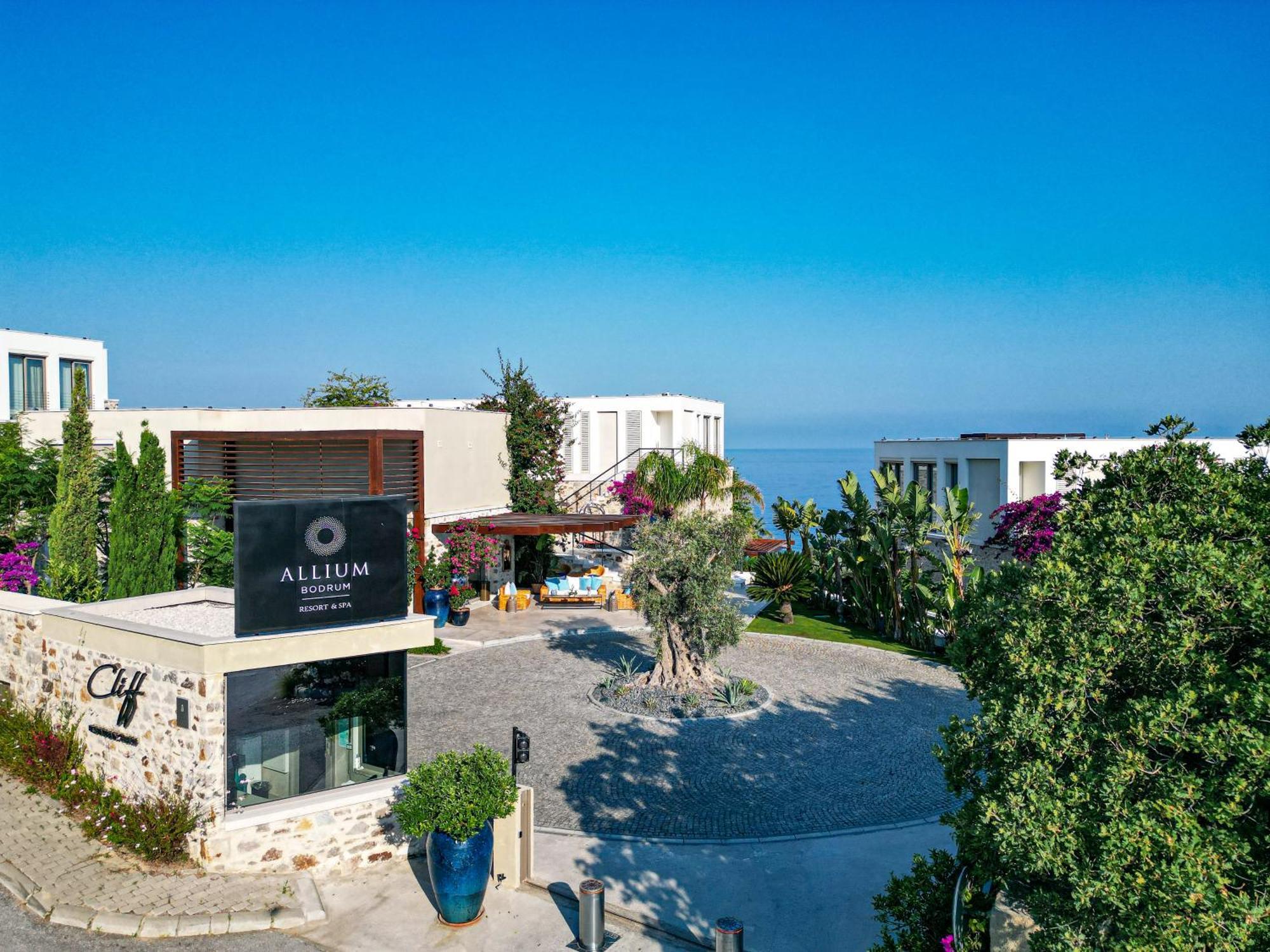 Allium Bodrum &